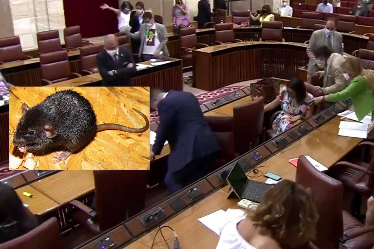 Rata irrumpe en Pleno del Parlamento de Andalucía y desata caos