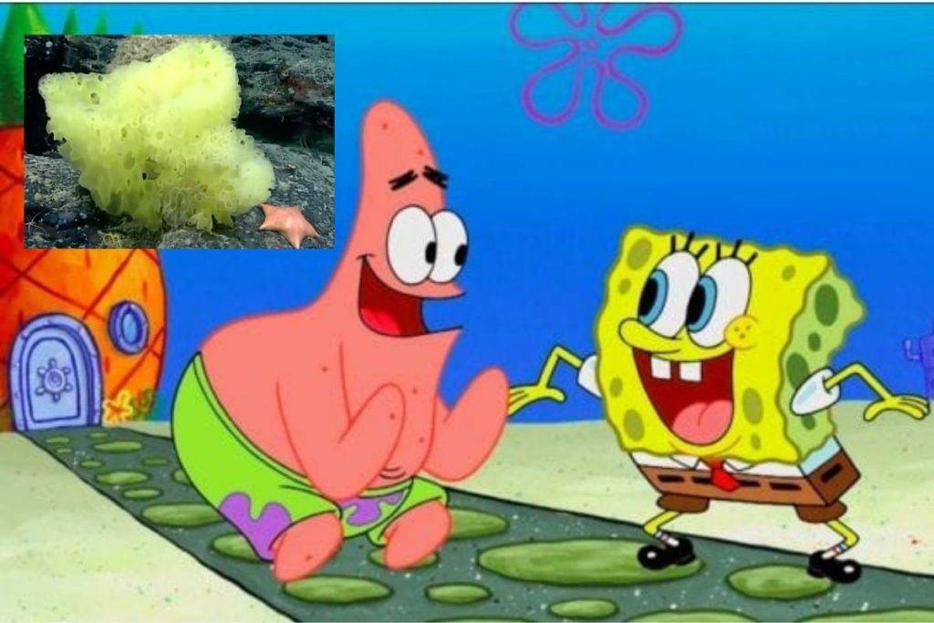 ¡Son reales! Descubren a Bob Esponja y Patricio en el Atlántico