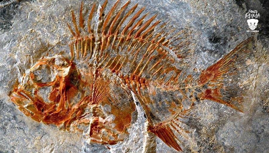 Descubren en Chiapas nueva especie de pez que vivió hace 95 millones de años