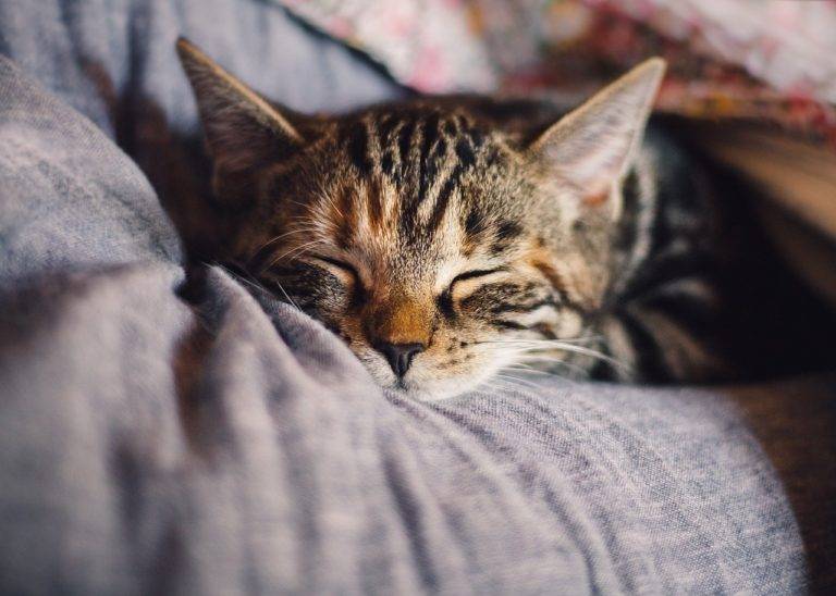 Gatos son mas susceptibles de contraer Covid-19 si duermen con su dueño
