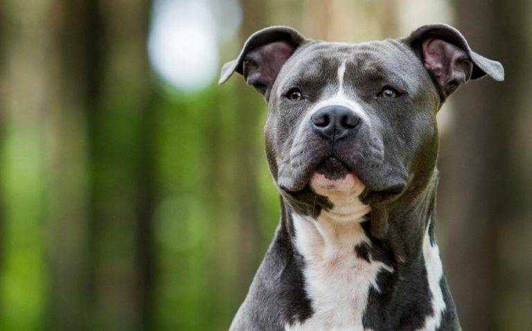 Perros pitbull atacan a niño de 7 años en Chalco