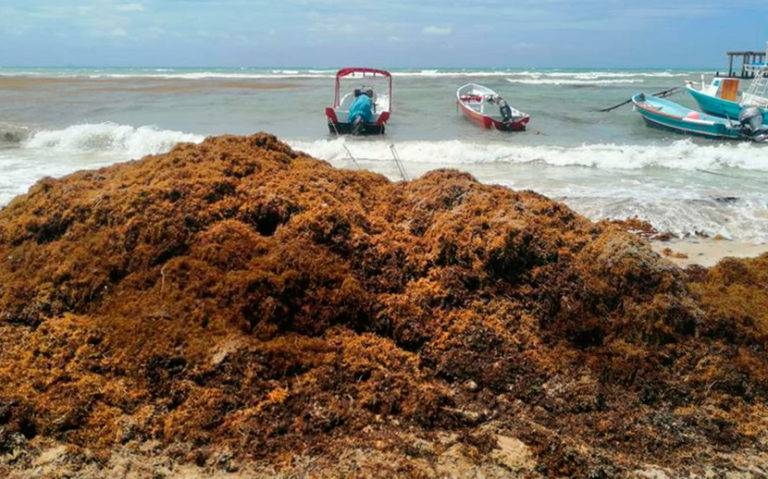 Semar y UABC instalan sondas en Quintana Roo para estudiar trayectoria del sargazo