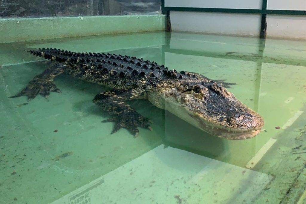 Caimán ataca a entrenadora durante exhibición