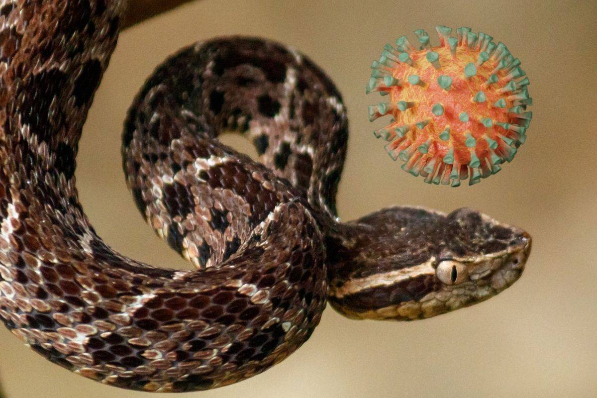 Sustancia en veneno de serpiente podría impedir la reproducción del Covid-19
