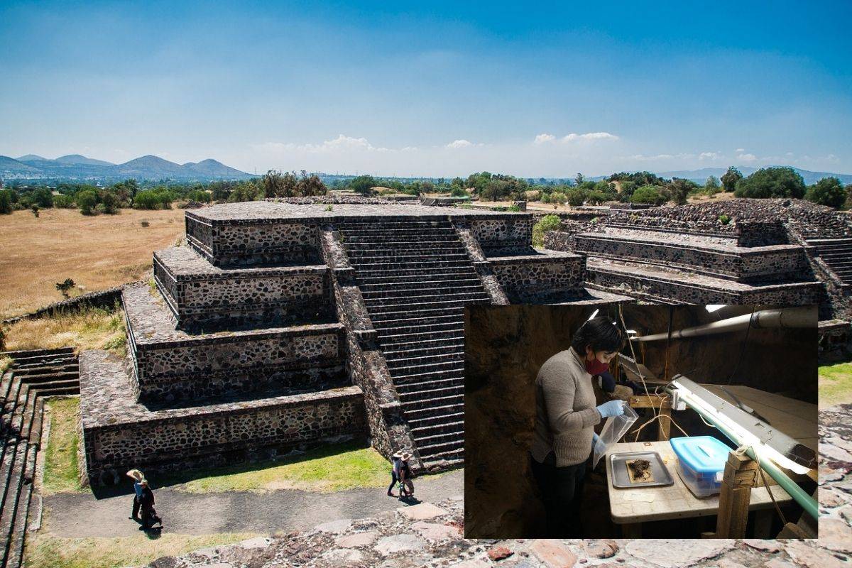Descubren ramos de flores de hace mil 800 años en Teotihuacán