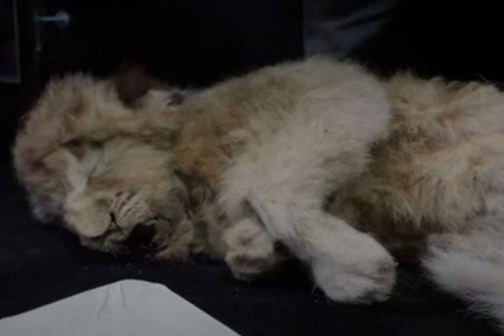Descubren cachorro de león congelado de hace 28 mil años