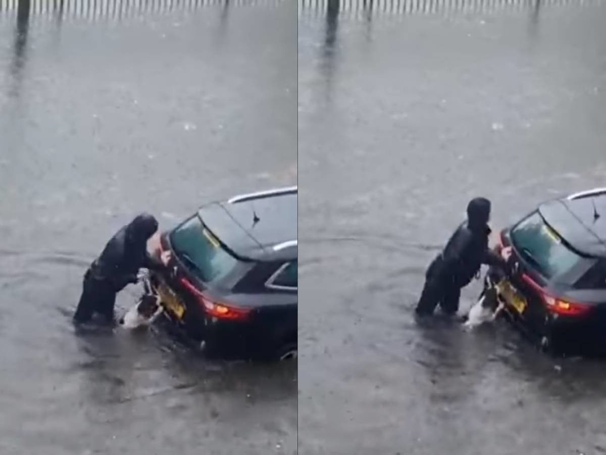 Lomito ayuda a su dueña a empujar una camioneta en medio de una inundación