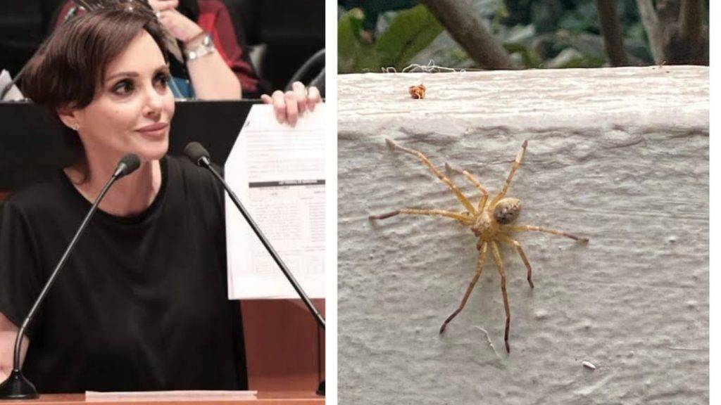 Comparan a Lilly Téllez con una araña “trepadora”