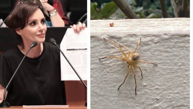 Comparan a Lilly Téllez con una araña “trepadora”