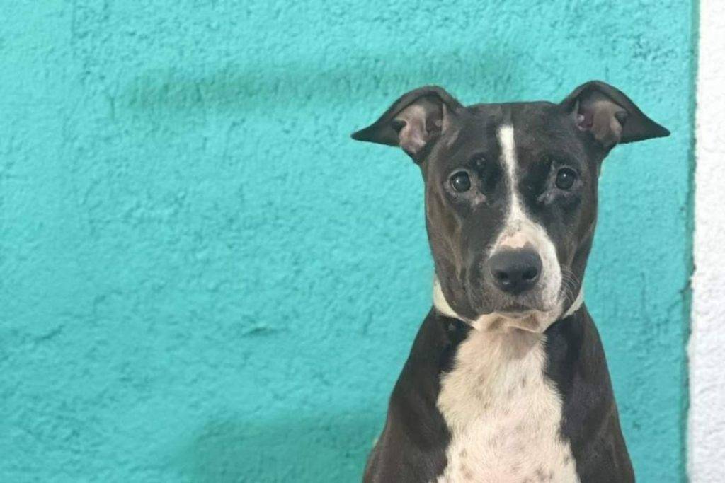 Perrita es llevada a la estética canina y dueños nunca regresan por ella