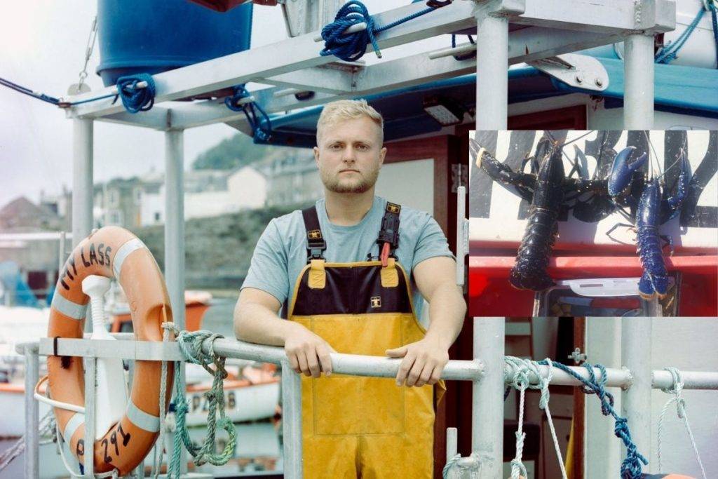 Pescador atrapa una langosta azul, especie única en el mundo