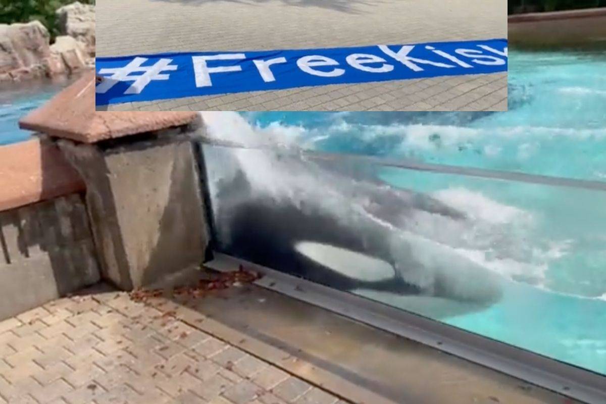 Ambientalistas piden liberar a orca Kiska que fue captada azotándose en su estanque