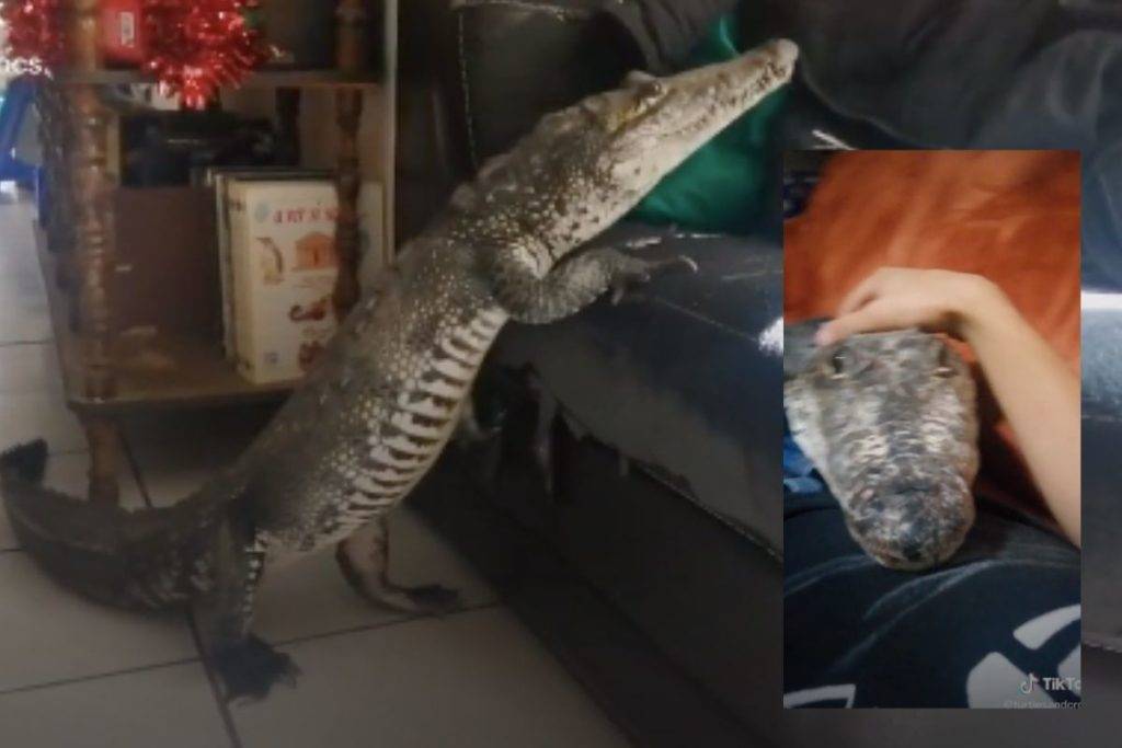 Video: Cocodrilo que se comporta como ‘perrito’ se viraliza en redes
