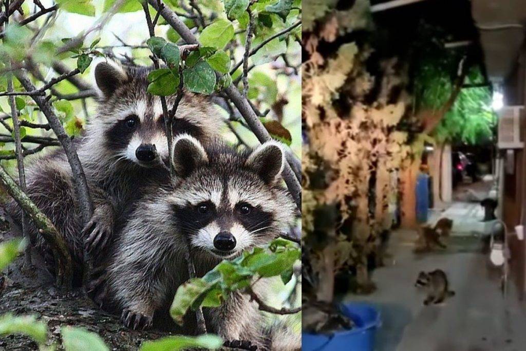 Mapaches “invaden” casas en colonia de Nuevo León
