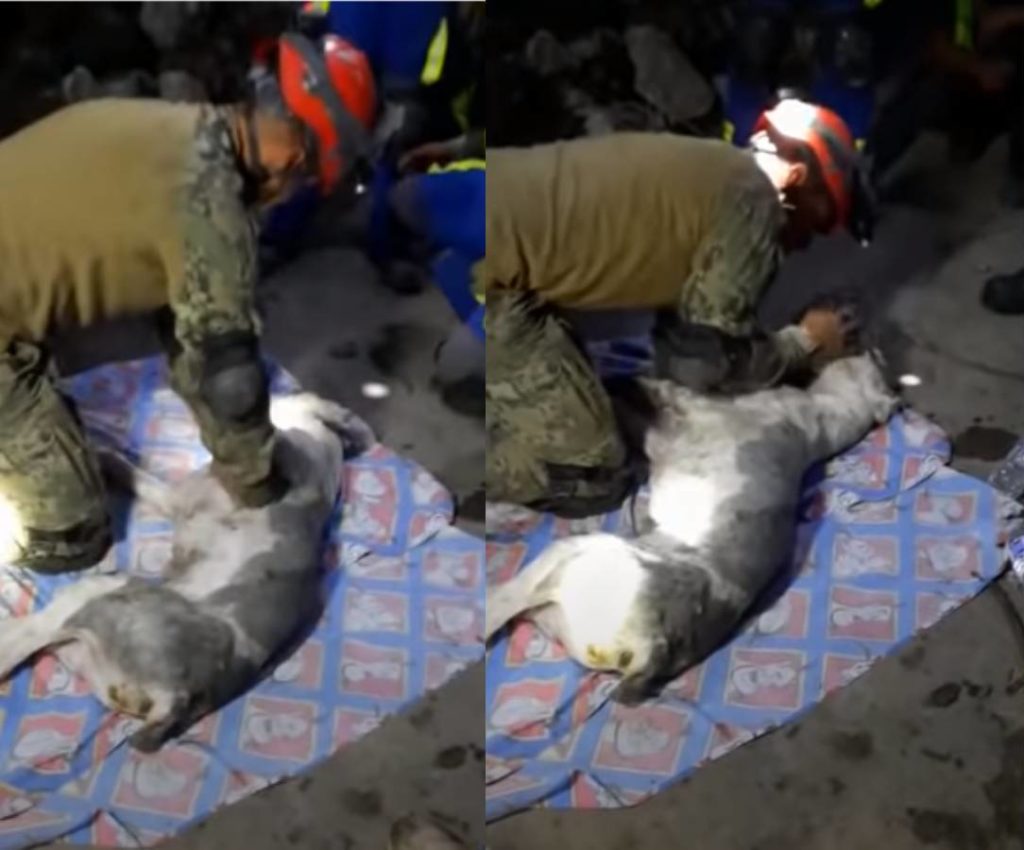 Video: Rescatista intentó salvar la vida de un lomito en Cerro del Chiquihuite