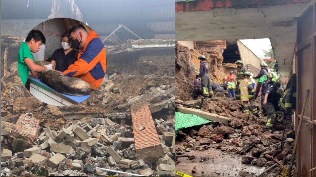 Santuario de lomitos se derrumba; rescatan a más de 11