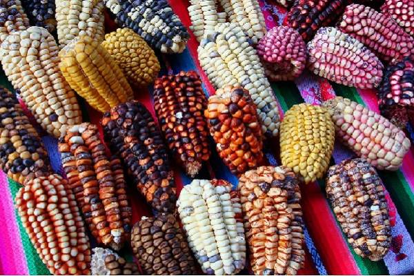 Suprema Corte debe proteger maíz nativo