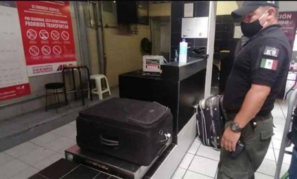 Perros ubican más de 130 kilos de mariguana en Central de Autobuses de Xalapa