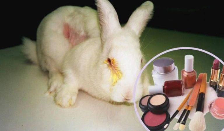 Senado aprueba por unanimidad leyes que prohíben pruebas cosméticas en animales