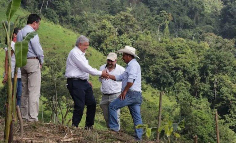 Sembrando Vida brinda empleo a 430 mil mexicanos y se invierten 26 mil mdp anuales