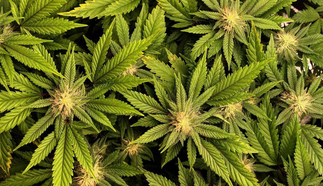 Presidente de Panamá legaliza uso terapéutico y medicinal de la marihuana