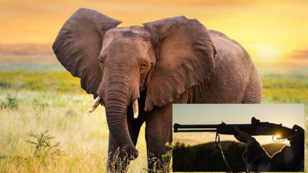 Elefante mata a pisotones a presunto cazador furtivo en Sudáfrica