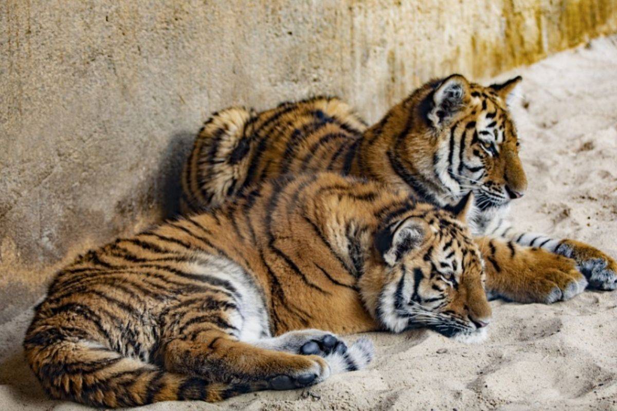 Nacen cuatro tigres de bengala en el Zoológico de Guadalajara