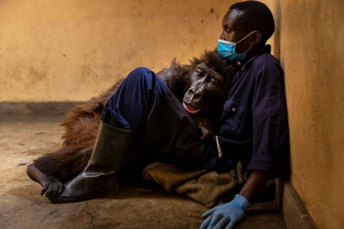 Gorila Ndakasi muere en los brazos de su cuidador de toda la vida