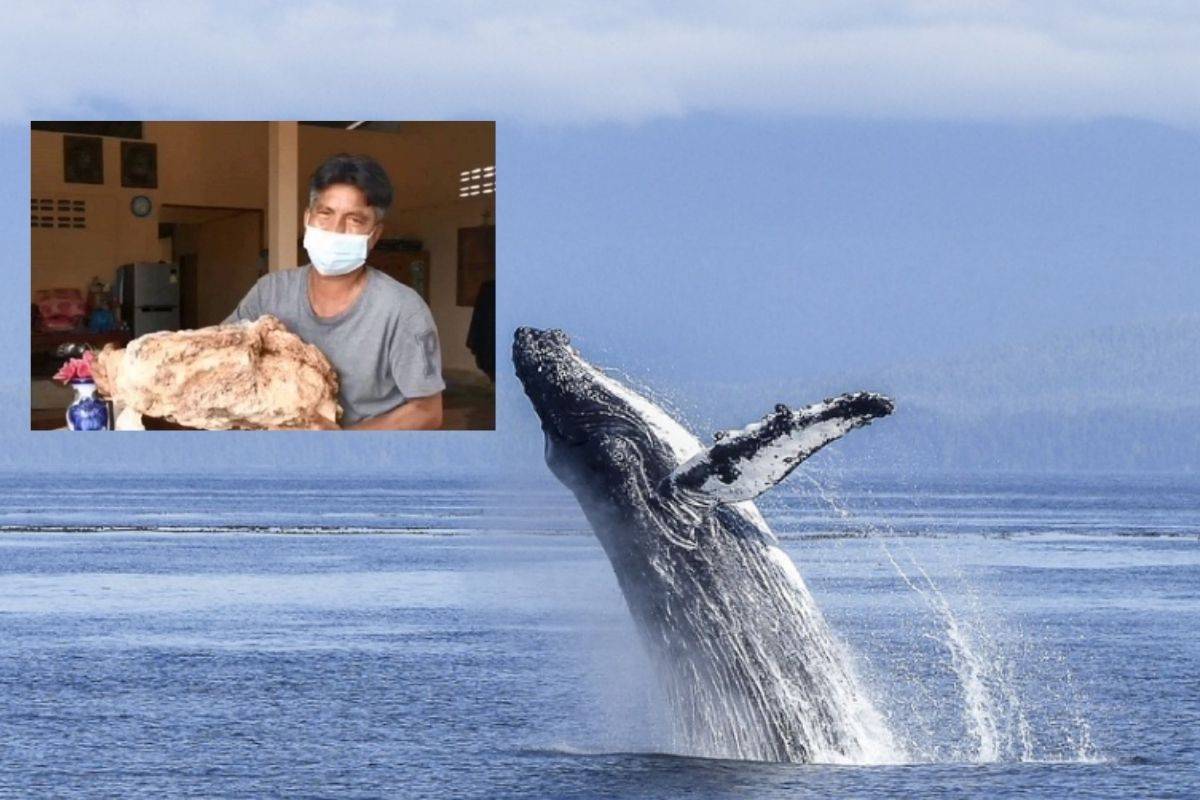 Pescador descubre ‘vómito de ballena’ valuado en millones de pesos