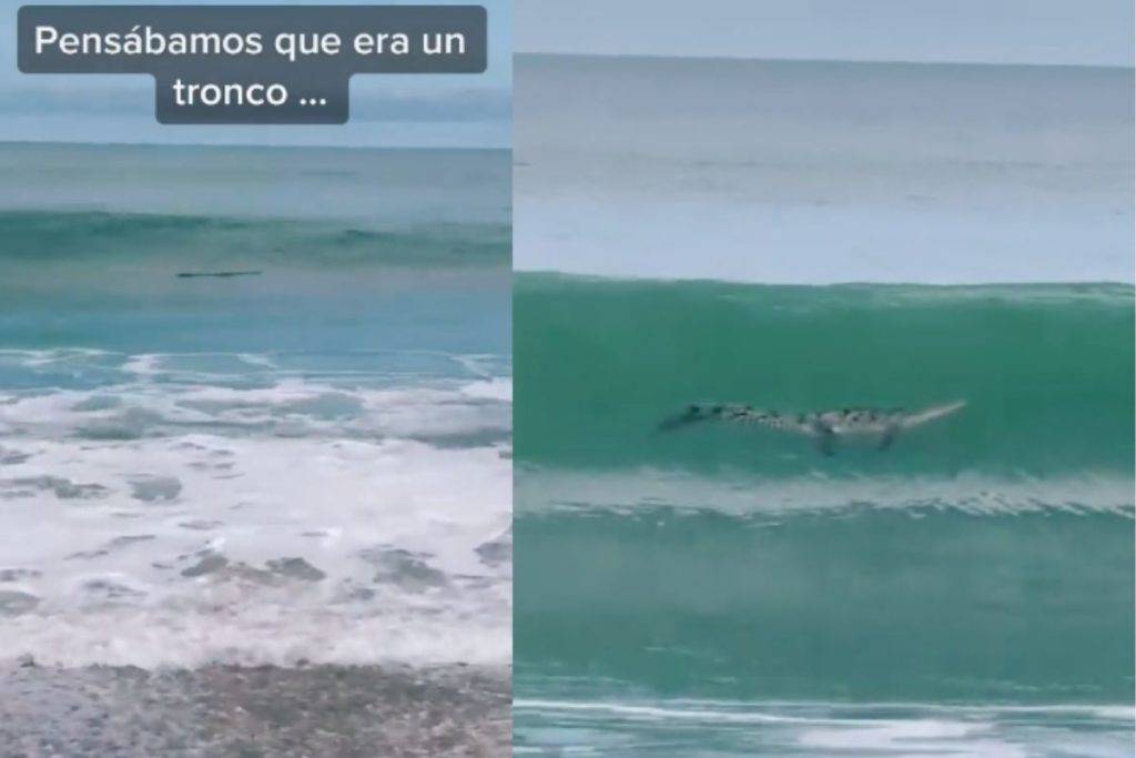 Familia confunde un cocodrilo con un tronco; video se viraliza