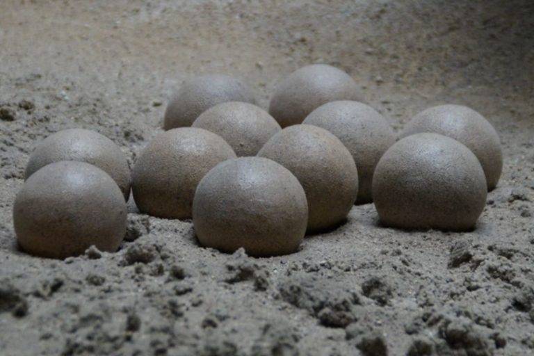 Hallan más de 100 huevos fosilizados de dinosaurios