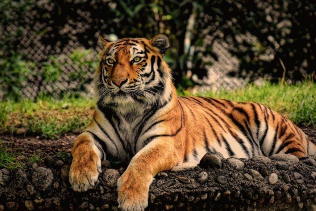 Tigres del zoológico de San Diego se contagian de Covid-19 pese a estar vacunados