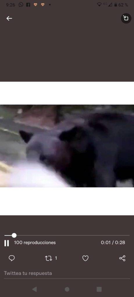 Redes se indignan por hombre que roció gas lacrimógeno a un oso en Nuevo León