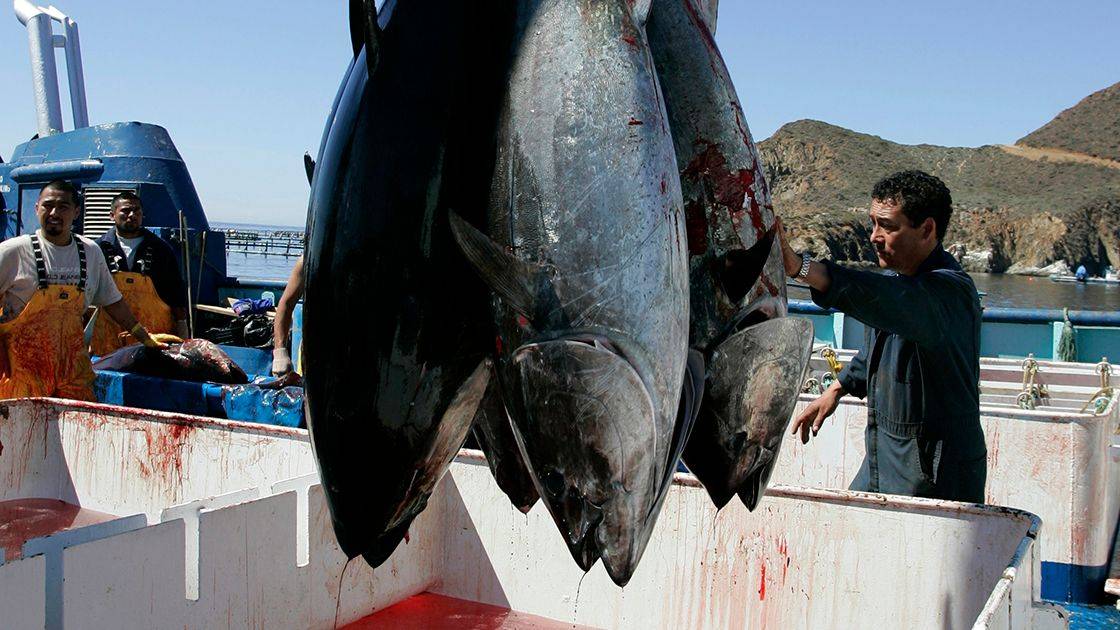 Gobierno de Bonilla carece de facultades para conceder permisos de pesca: Sader