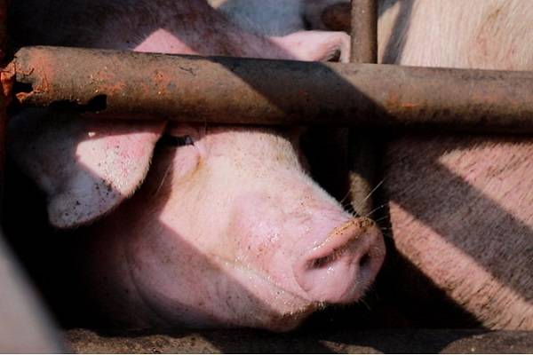 Cerdos maltratados en rastros de México