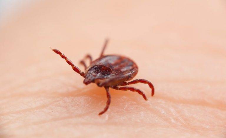 Nuevo virus transmitido por garrapatas enciende las alarmas de Japón