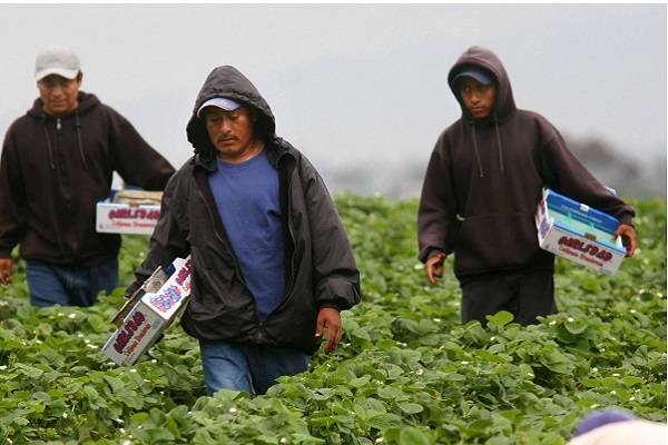 EE.UU. suspende redadas masivas de trabajadores indocumentados
