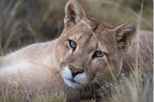 Puma concolor, especie en peligro de extinción 
