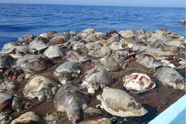 Tortugas habrían muerto atrapadas en redes de pesca ilegal