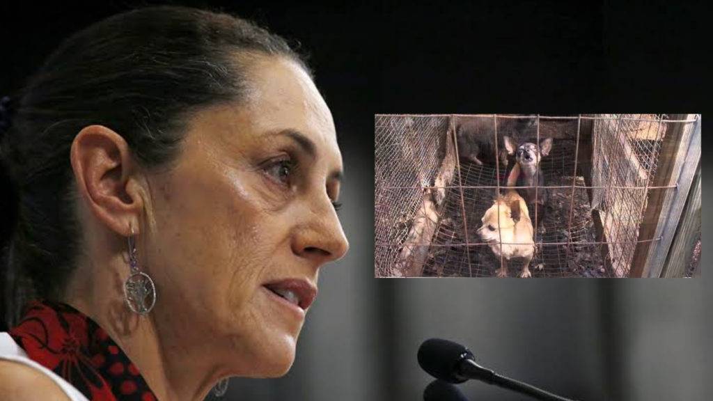 Sheinbaum buscará que dejen de vender animales en el mercado de Sonora