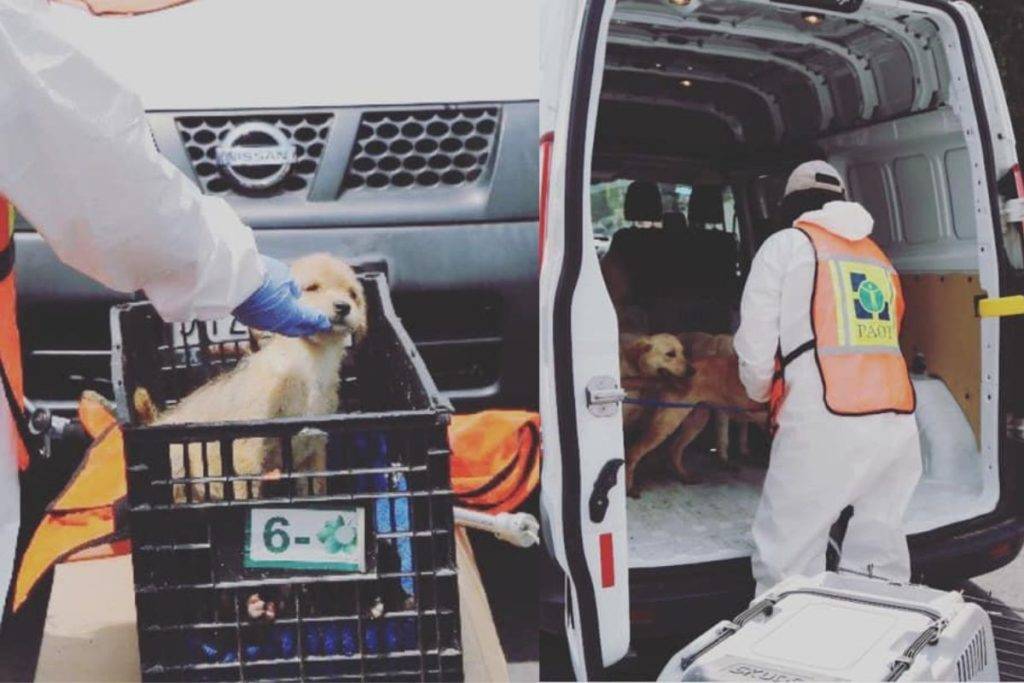 CDMX sentencia por primera vez a una persona por maltrato animal