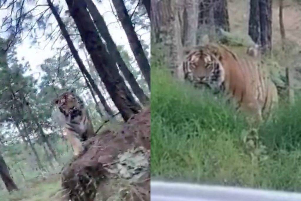 Captan a tigre de bengala paseando en carretera de Jalisco