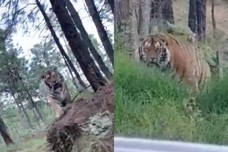Captan a tigre de bengala paseando en carretera de Jalisco