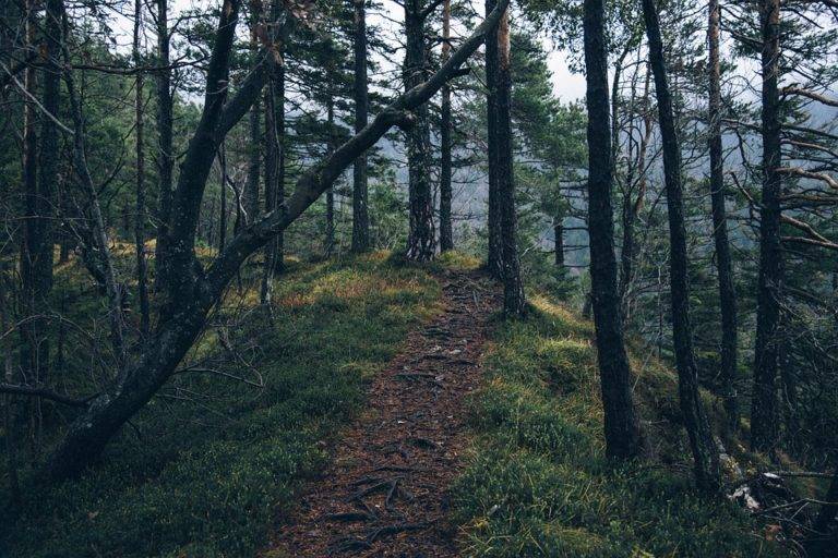 México firma declaración para detener la pérdida de bosques en la COP26