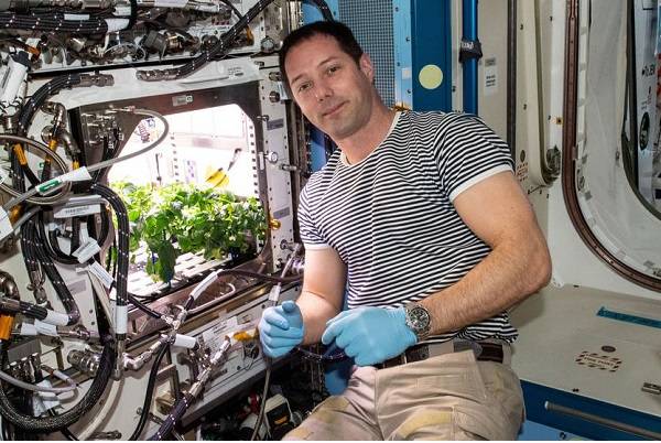 NASA cultiva chiles en el espacio