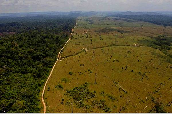 Amazonas, la mayor deforestación en 15 años