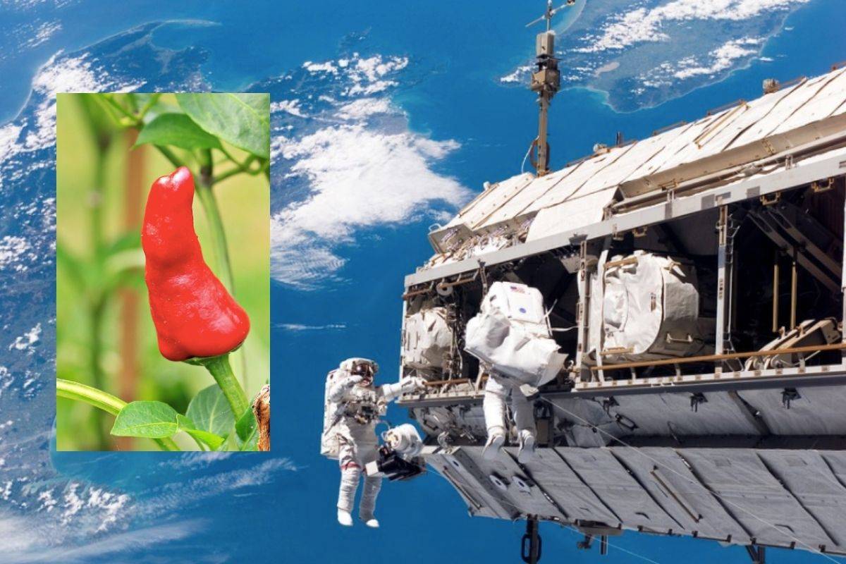 Astronautas de la NASA logran segunda cosecha de chiles en el espacio