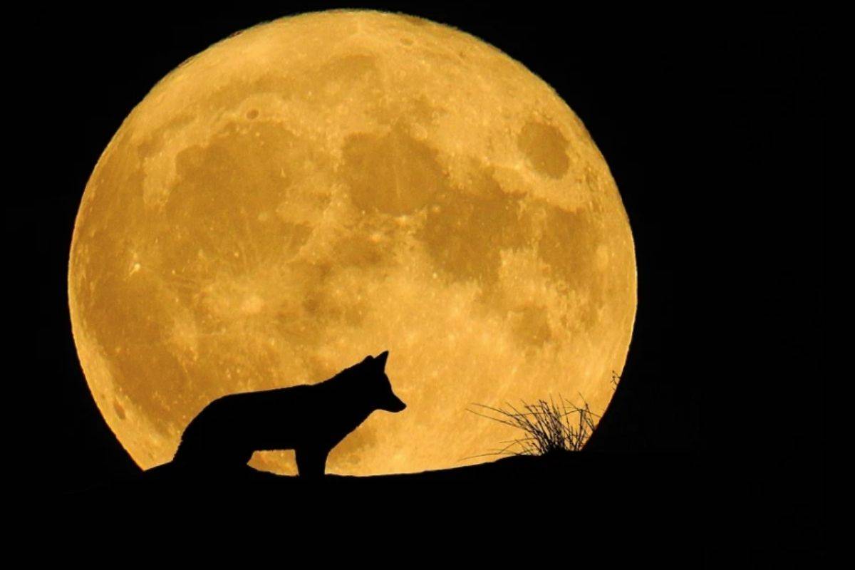 Cuándo y cómo ver la 'Luna de Lobos' en México? - RegeneraciónMX