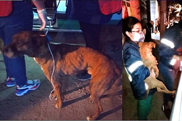 Perros rescatados tras estremecedor video