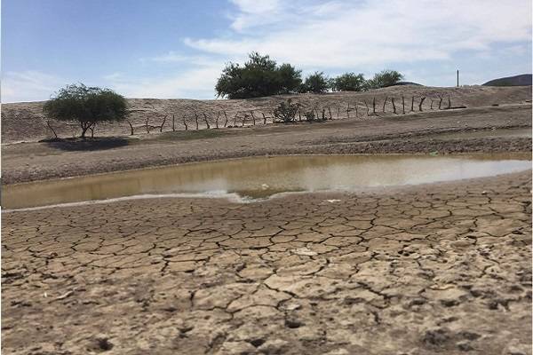 Sequía en Nuevo León afecta ganado